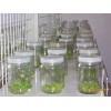 組培瓶生產(chǎn) 廠家 提供組培瓶，蘭花瓶，蟲草瓶